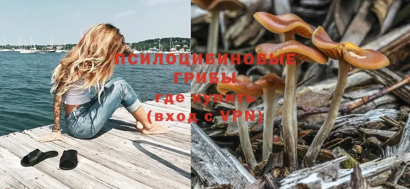 Галлюциногенные грибы Psilocybe  Курганинск 