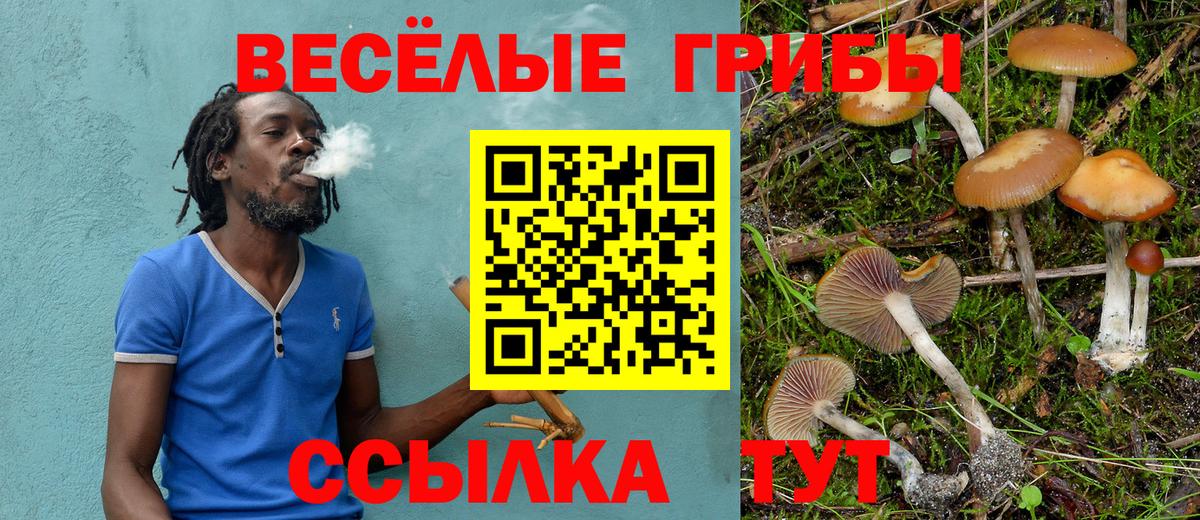 Псилоцибиновые грибы Psilocybe  Галлюциногенные грибы Psilocybine cubensis  Курганинск 