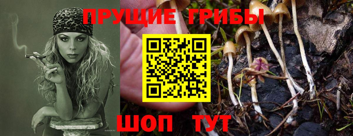 Псилоцибиновые грибы GOLDEN TEACHER Курганинск